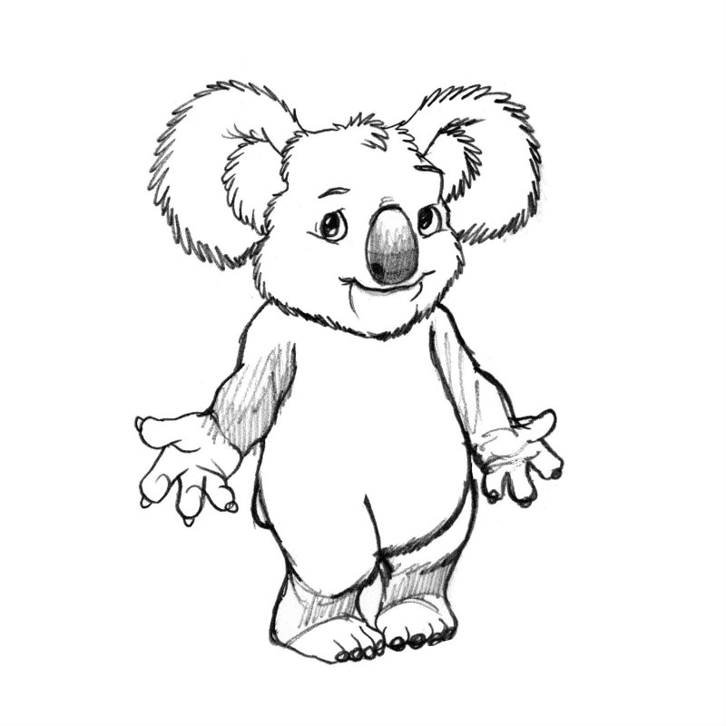 Urs koala Planse de colorat si educative
