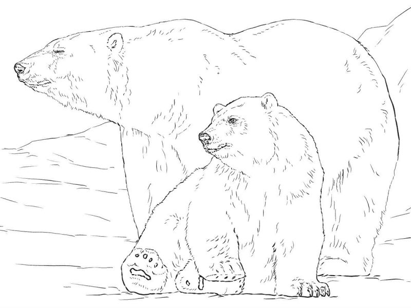 Desene Cu Ursul Polar De Colorat Imagini și Planșe De Colora