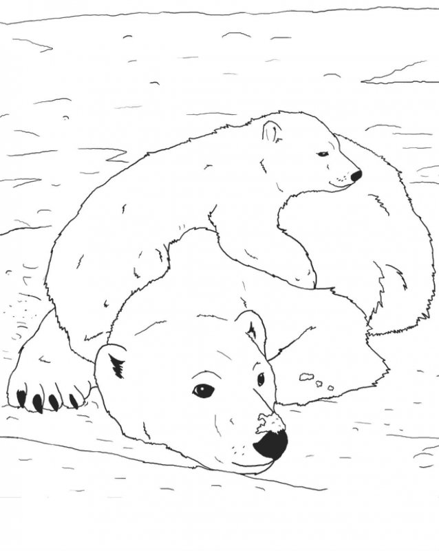Desene Cu Ursul Polar De Colorat Imagini și Planșe De Colora