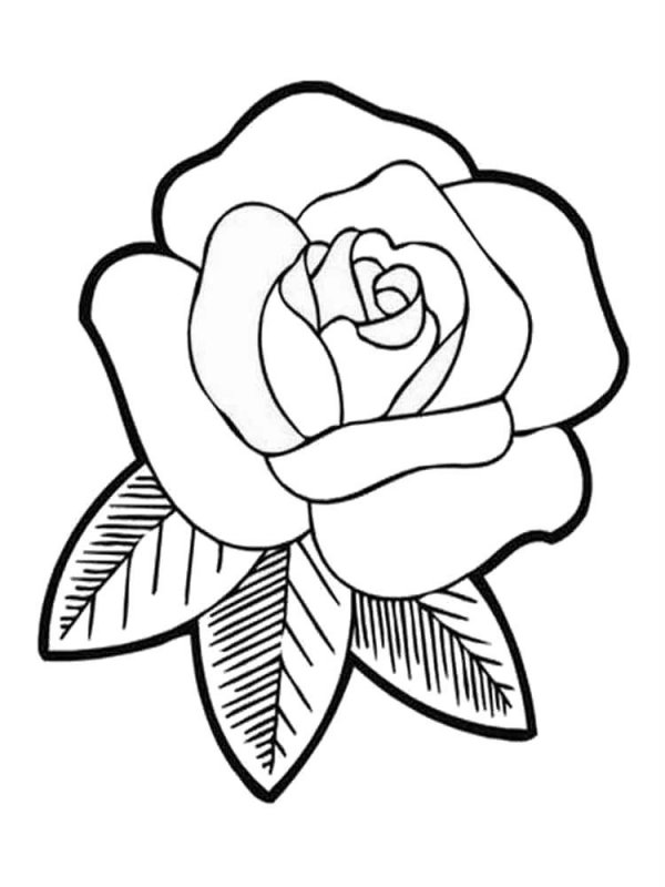 Desene Cu Trandafiri De Colorat Imagini și Planșe De Colorat Cu Trandafiri