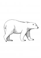 Ursul Polar