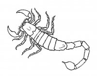 Scorpioni