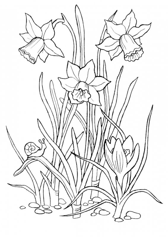 Desene cu Flori de Primavara de colorat, imagini și planșe