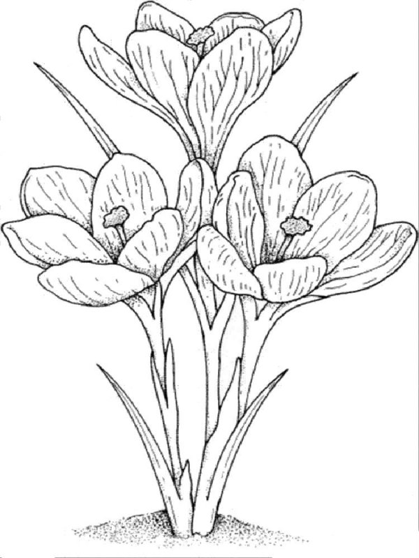 Desene Cu Flori De Primavara De Colorat Imagini și Planșe De Colorat Cu Flori De Primavara