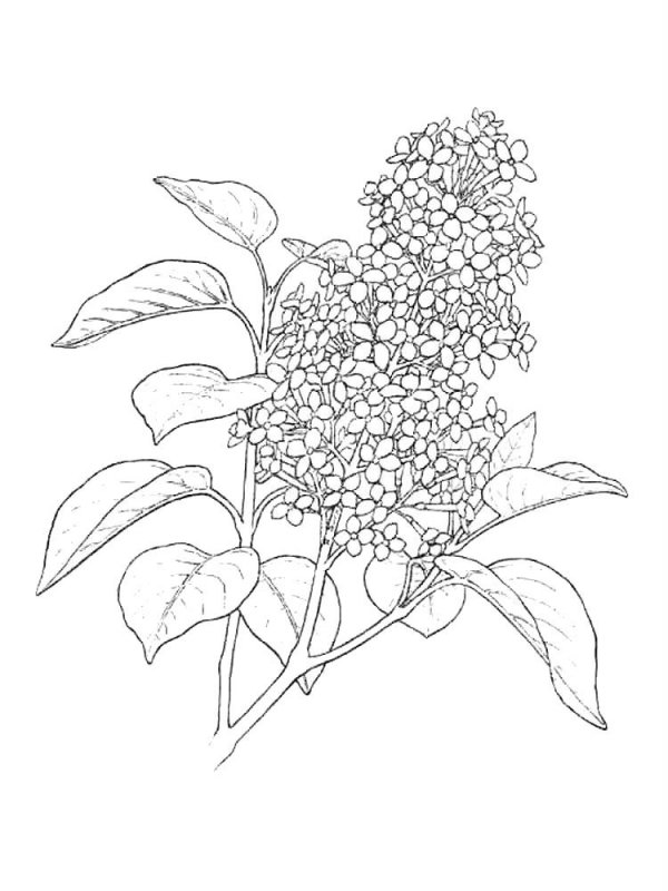 Desene Cu Liliac De Colorat Imagini și Planșe De Colorat Cu Flori De Liliac