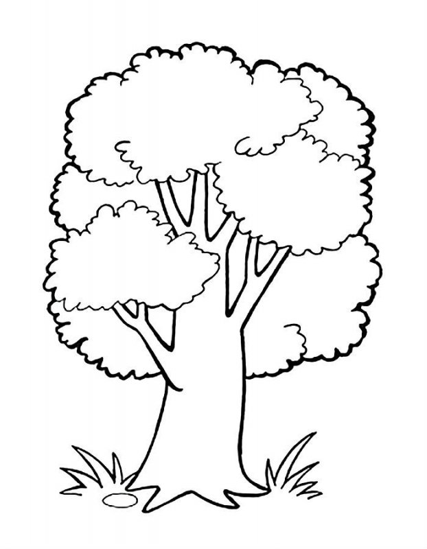 Desene Cu Copaci De Colorat Imagini și Planșe De Colorat Cu Copac