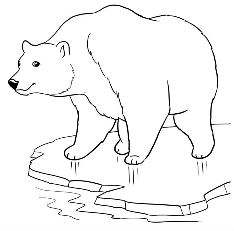 Desene cu Animale de la Polul Nord de colorat, imagini și