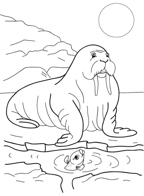 Desene Cu Animale De La Polul Nord De Colorat Imagini și Planșe De Colorat Cu Animale De La Poli