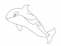 Balene Orca