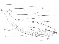 Balene Albastre