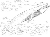 Balene Albastre